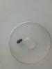Attagenus punctatus